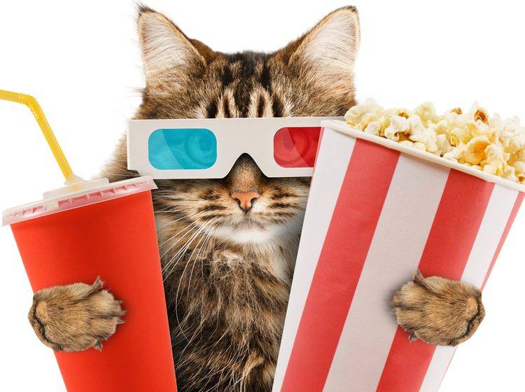 Katzen werden als Internet-Stars gehandelt – Bild: Shutterstock / FotoYakov