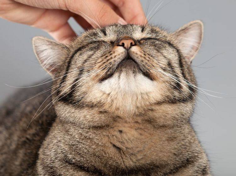 Streicheleinheiten, gutes Futter und mehr: So bleibt Ihre Katze gesund – Bild: Shutterstock / AlexussK
