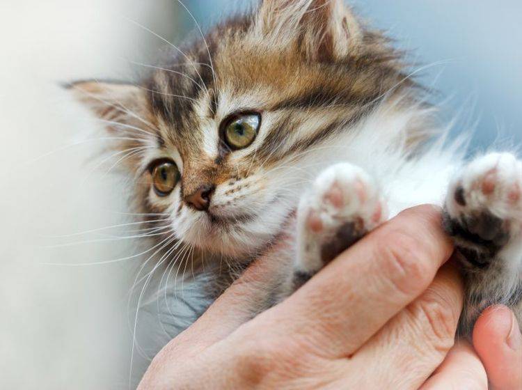 Katzen brauchen nur in Ausnahmefällen Unterstützung bei der Krallenpflege – Shutterstock / lola1960