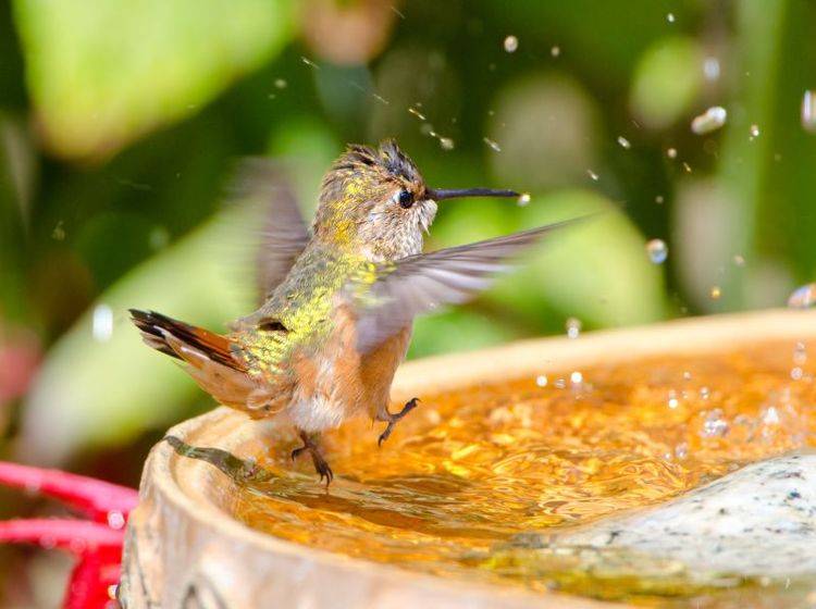 "1, 2, 3 und auf geht's!!!" Ganz eindeutig: Dieser Kolibri freut sich auf die Badezeit! – Bild: Shutterstock / Birdiegal
