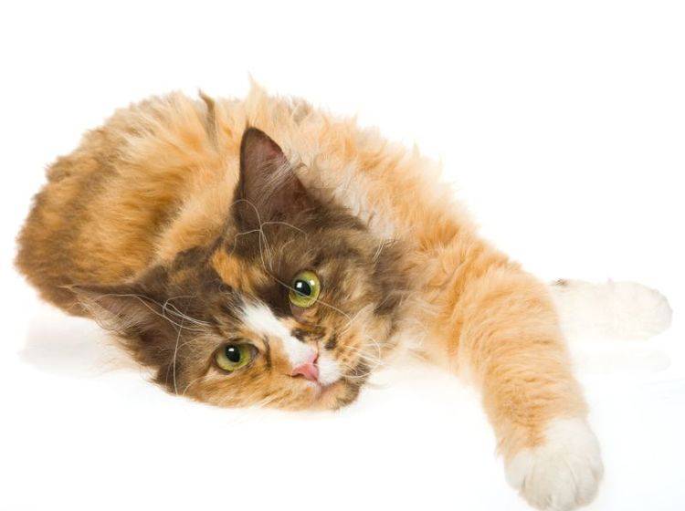 Eine ruhige, anhängliche Katze: Die LaPerm – Bild: Shutterstock / Linn Currie