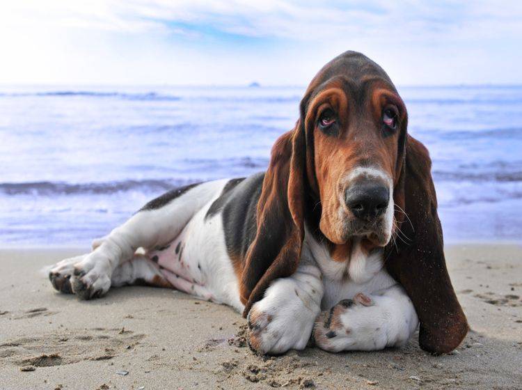 Hunde vertragen nicht zu viel Sonne – Shutterstock / cynoclub