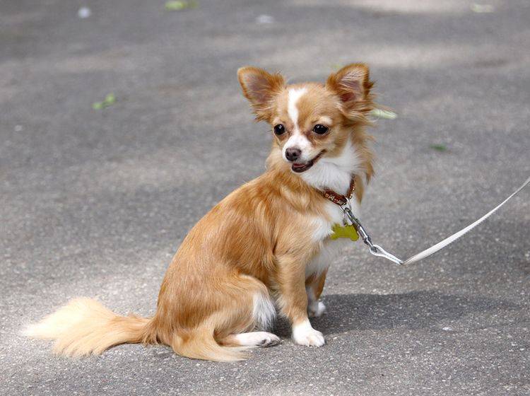 Gassigehen auf Asphalt kann im Sommer für Ihren Hund zum Problem werden – Bild: Shutterstock / Jolanta Beinarovica