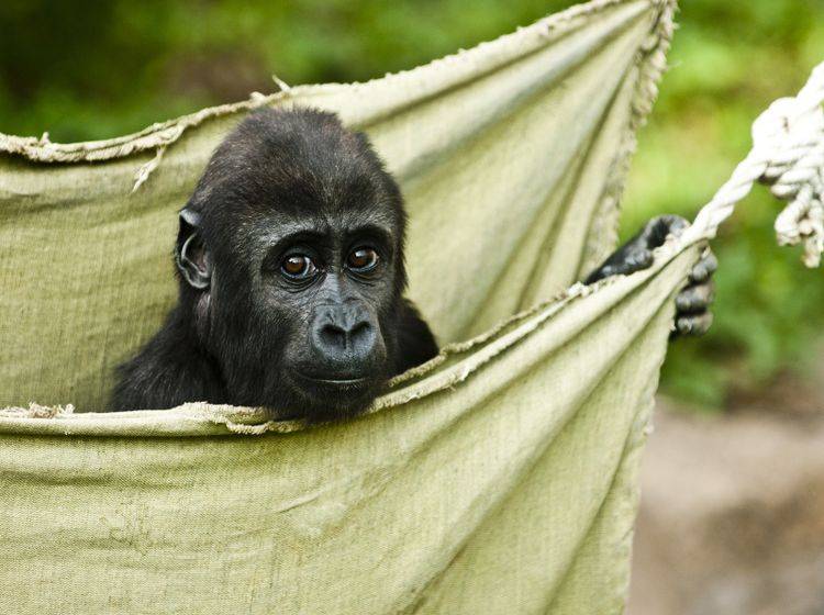 "Hallöchen! Ich bin ein Gorillababy. Bin ich nicht total niedlich?" – Bild: Shutterstock / Chelmicki