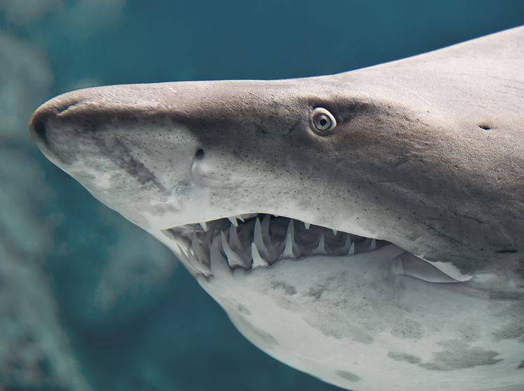 Hai ist nicht gleich Hai: Auf der ganzen Welt gibt es rund 500 Arten dieser Fische – Bild: Shutterstock / Havoc