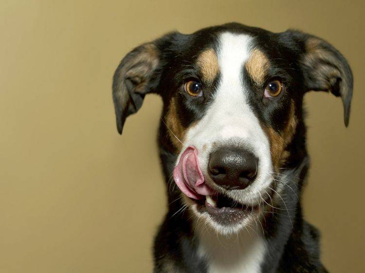 Viele Hunde freuen sich, wenn Sie sie mit Pansen füttern – Bild: Shutterstock / Amy Rene