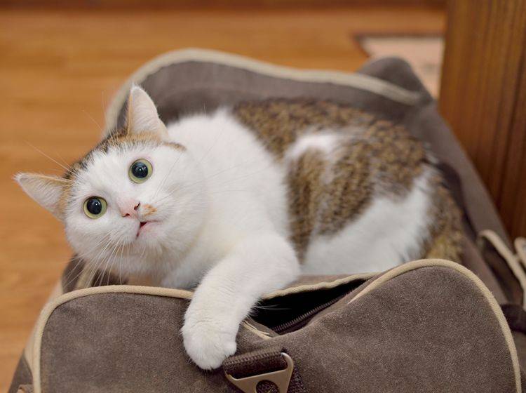 Im Urlaub braucht die Katze einen aktuellen EU-Heimtierausweis – Shutterstock / Nadinelle
