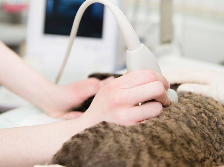 Blasenentzündung bei der Katze? Eine Ultraschalluntersuchung gibt Aufschluss – Shutterstock / Ermolaev Alexander