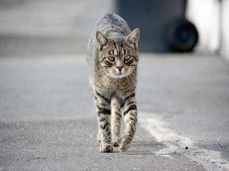 Wie lässt sich eine entlaufene Katze wiederfinden? – Shutterstock / DavidTB