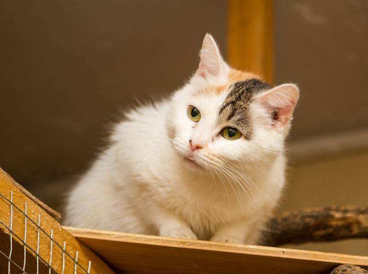 Süße Tierheimkatze: "Darf ich mitkommen?" – Shutterstock / Andrei Ruchkin