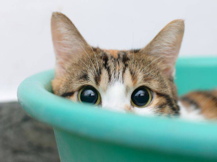 Um eine scheue Katze zutraulich zu machen, braucht es viel Geduld - Bild: Shutterstock TungCheung