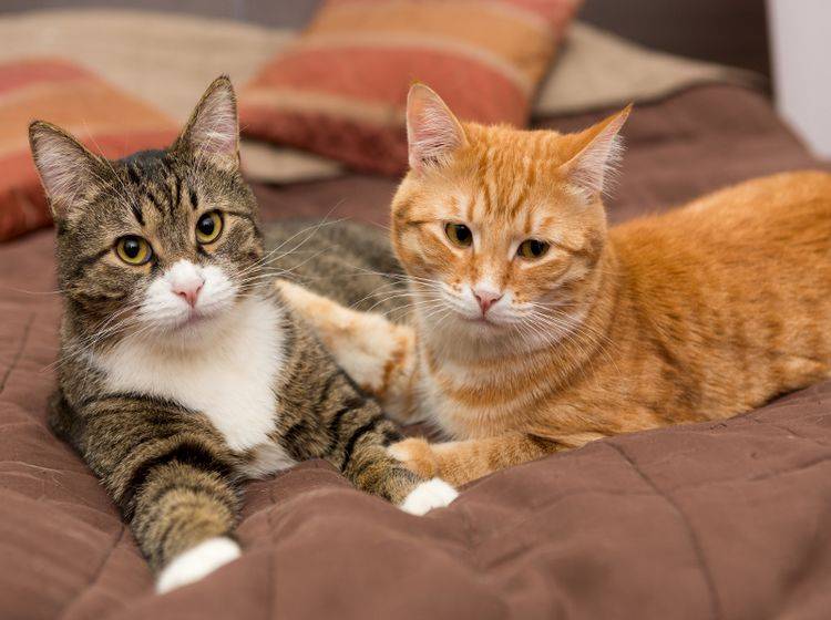 Diese Katzen sind ein Herz und eine Seele, doch das ist nicht immer so – Shutterstock / Okssi