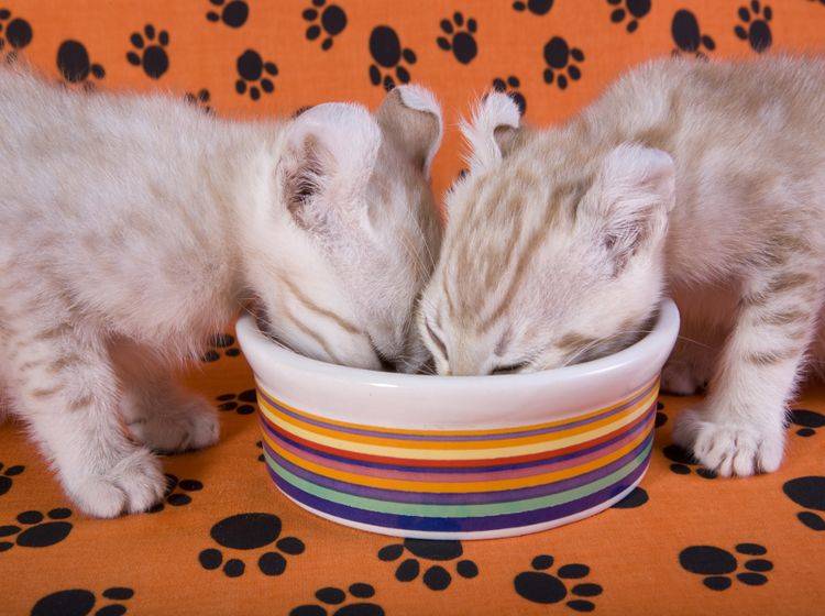 Mmmh, lecker! Kleine Katzenbabys genießen ihr Futter – Shutterstock / Robynrg