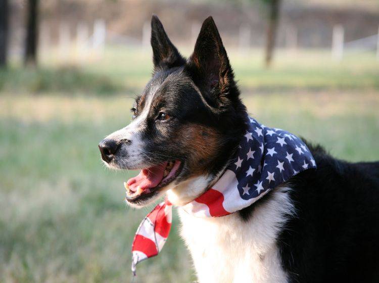 Der Hund freut sich auf den USA-Urlaub – Shutterstock / Sherri R Camp