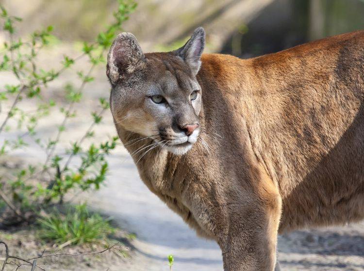 Der Puma ist auch unter den Namen Berglöwe, Silberlöwe oder Kuguar bekannt – Bild: Shutterstock / belizar