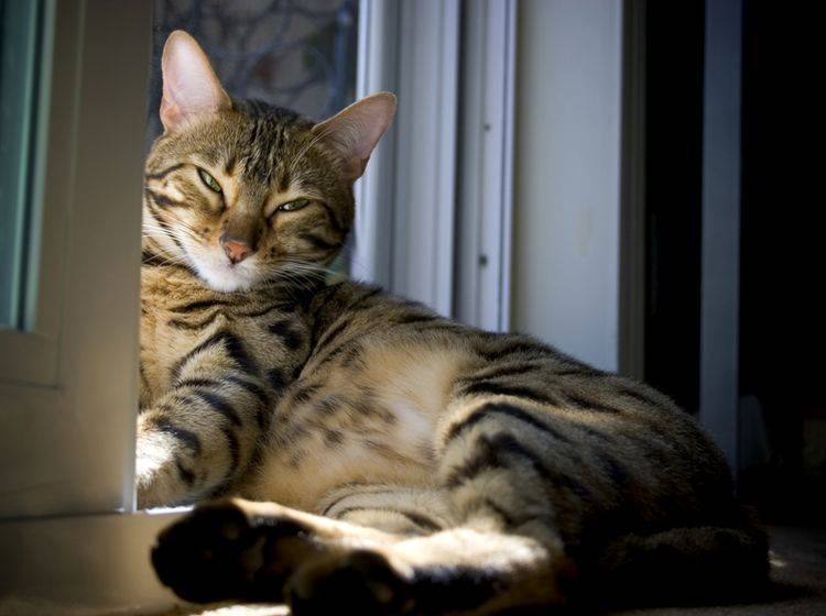 Diese Sokoke-Katze genießt ihr Sonnenbad – Shutterstock / David Pruter