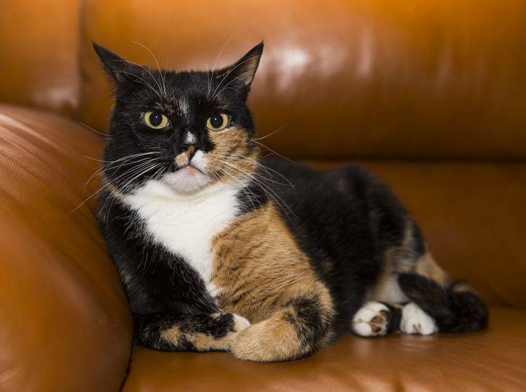 Der Schein trügt: Katzen schmollen nicht, sie ziehen sich zurück. – Shutterstock / JASPERIMAGE