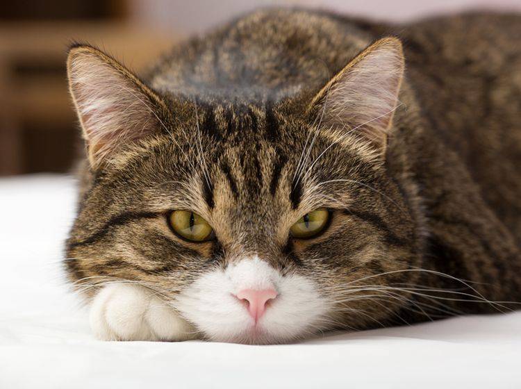 Übergewicht kann zu den Ursachen von Lebererkrankungen bei Katzen zählen – Shutterstock / Okssi