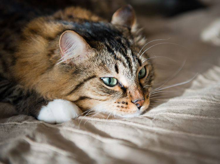 Eine Leberinsuffizienz bei Katzen zeigt sich durch verschiedene Symptome – Bild: Shutterstock / Valeri Potapova