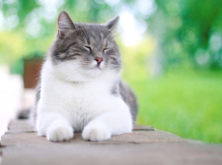 Mit guter Vorsorge und richtiger Ernährung bleibt die Katze lange gesund – Shutterstock / Dean Drobot