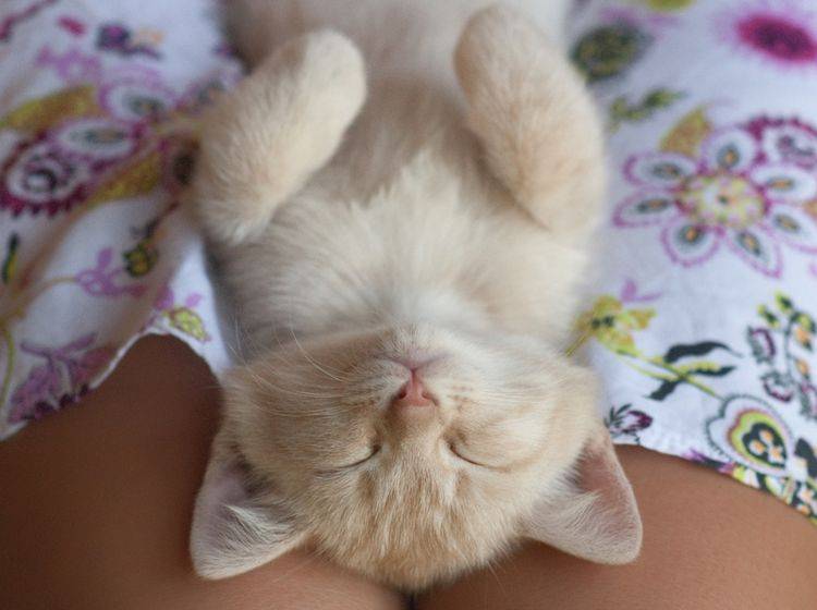 So eine kleine glückliche Katze ist etwas Wunderbares! – Shutterstock / Bakhtiozin Alexey
