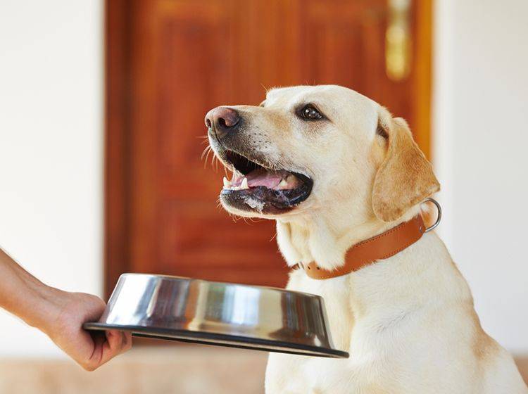 Eine abwechlungsreiche Hundeernährung ist Ihrem Vierbeiner gar nicht so wichtig – Bild: Shutterstock /Jaromir Chalabala