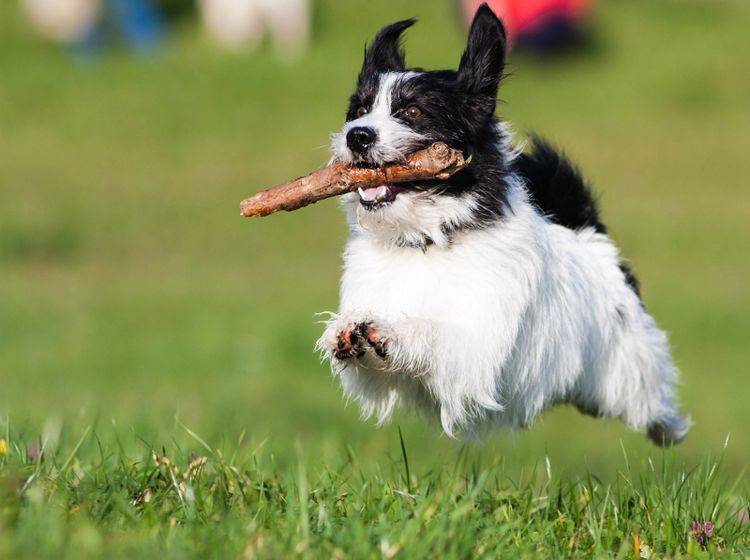 Dieser Hund hat Spaß beim Apportieren – Bild: Shutterstock / Dexter-cz