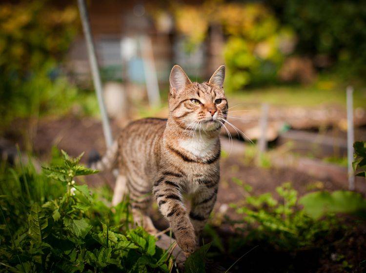 Ist Ihre Freigänger-Katze gechippt, können Sie sie bei Verlust besser wiederfinden – Shutterstock / dezi