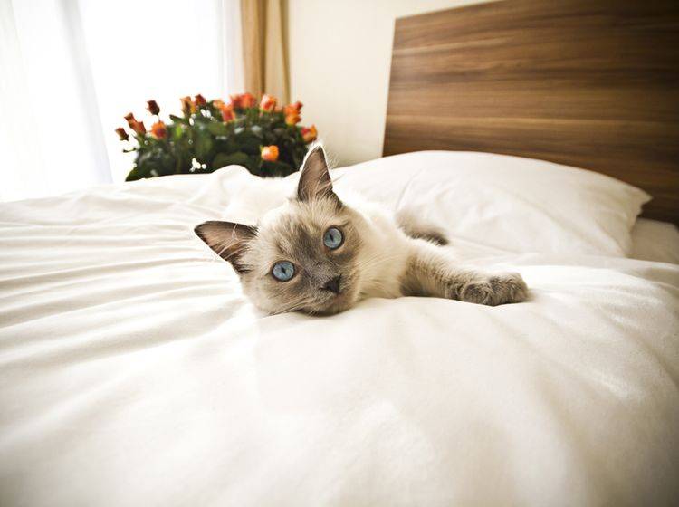 Die Katze darf nicht überall mit ins Hotel – Shutterstock / Bartosz Zakrzewski
