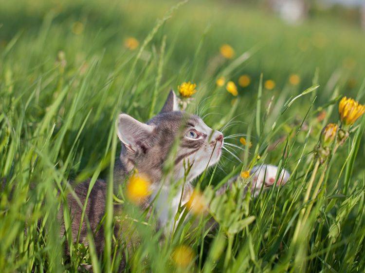 Im hohen Gras kann sich eine Katze schon mal einen Wespenstich einfangen – Shutterstock / Poprugin Aleksey