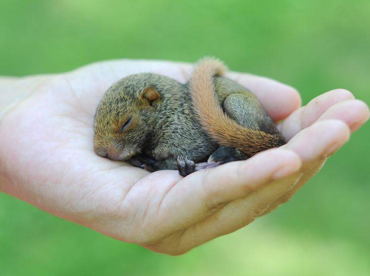 Baby-Eichhörnchen suchen im Notfall oft menschliche Nähe – Shutterstock / Boykung