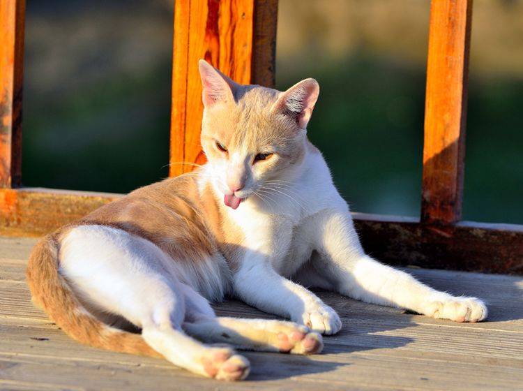 Vor allem Nase und Ohren von Katzen brauchen Sonnenschutz – Shutterstock / maudandros