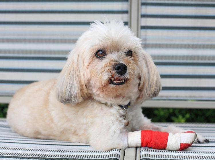 Gute Besserung, kleiner Shih Tzu! Hund mit verletzter Pfote – Shutterstock / Blanscape