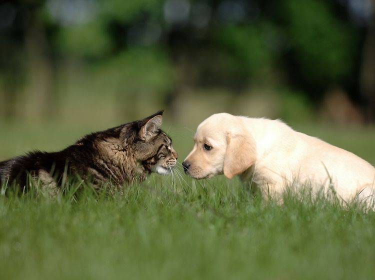 Hunde Zusammenführen Hund Und Katze Aneinander Gewöhnen