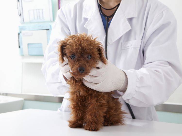 Hund zum Tierarzt bringen?