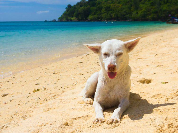 Vorsicht Sonnenbrand! Weißer Hund am Strand – Shutterstock / Vibrant Image Studio