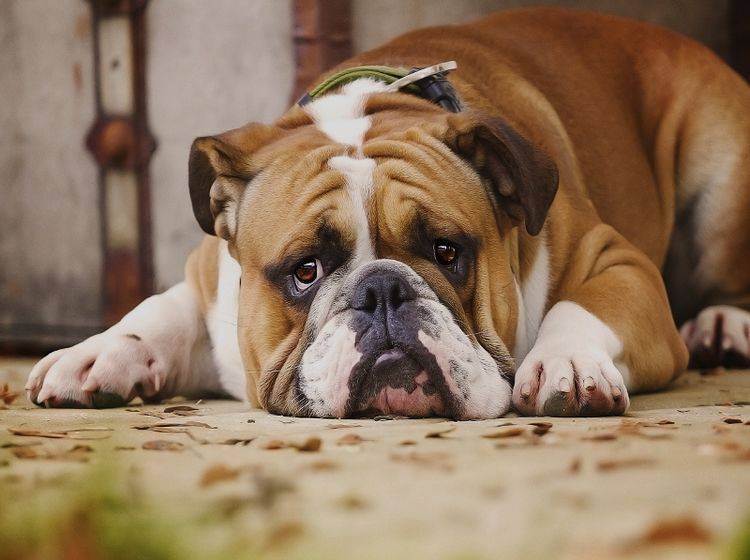 Hund mit Depressionen? Eine Therapie kann helfen – Shutterstock / Best dog photo