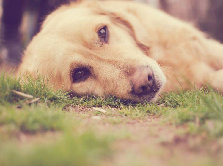 Hunde können ebenso wie Menschen an Depressionen erkranken – Shutterstock / Malija