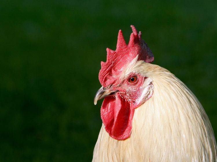 "'Kikeriki!' Ich verrate euch, was es über Hühner und Hähne zu wissen gibt!" – Bild: Shutterstock / Soili Jussila