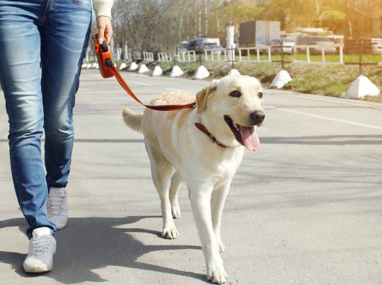 Beim Hundewesenstest wird das Verhalten des Hundes genau unter die Lupe genommen – Bild: Shutterstock / Rohappy