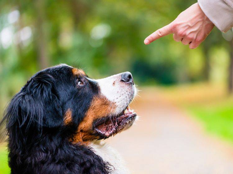 Der Gehorsam Ihres Hundes wird beim Wesenstest geprüft – Bild: Shutterstock / Kzenon