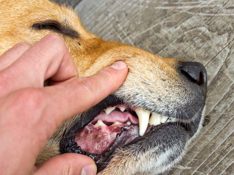 Zahnprobleme gehören zu den Ursachen für Mundgeruch beim Hund – Shutterstock / nbiebach
