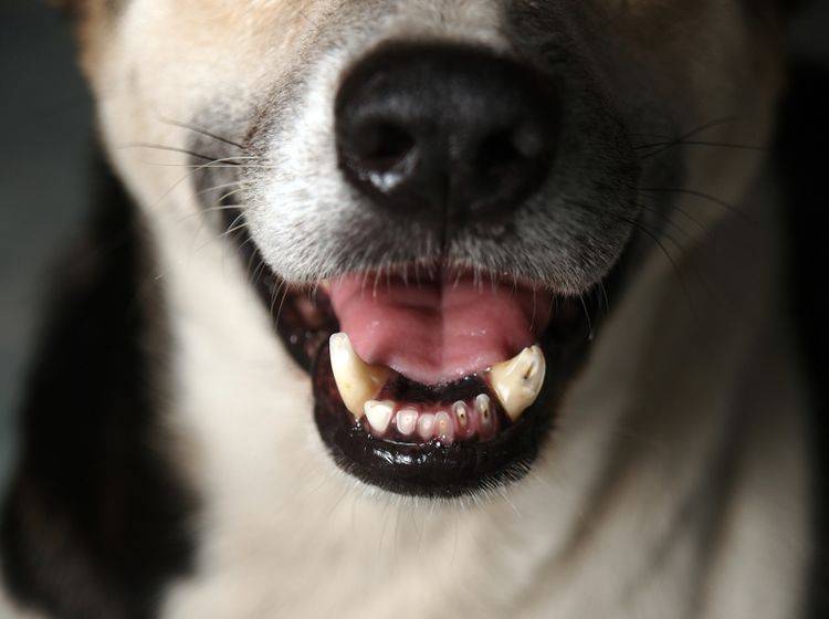 Mundgeruch kann ein Krankheitssymptom bei Hunden sein – Shutterstock / Chalermsak