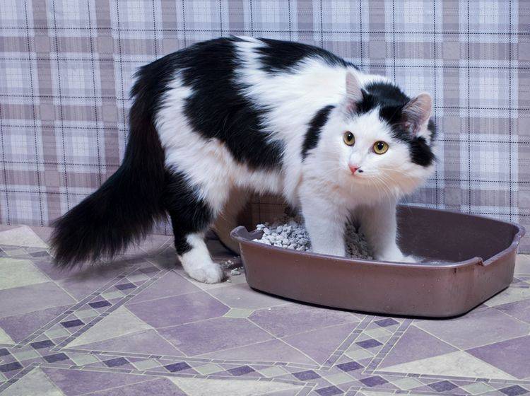 Katzen mit FLUTD haben Probleme beim Wasserlassen – Shutterstock / Tiplyashina Evgeniya
