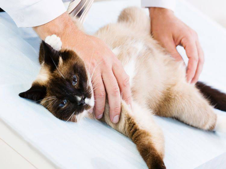 Die Röntgen-Untersuchung für Katzen gilt als risikoarm – Shutterstock / Sergey Nivens