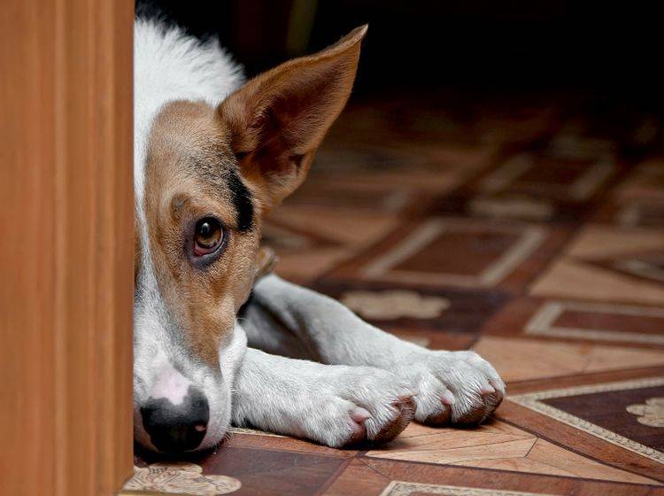 Angststörung beim Hund Symptome erkennen