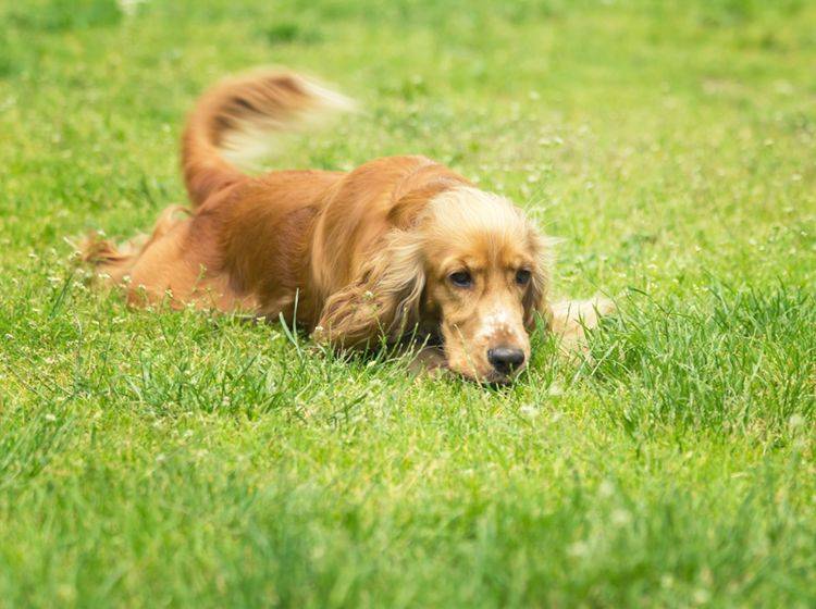 Schwanzwedeln beim Hund bedeutet immer Freude? Leider ein Irrtum! – Shutterstock / Neonci
