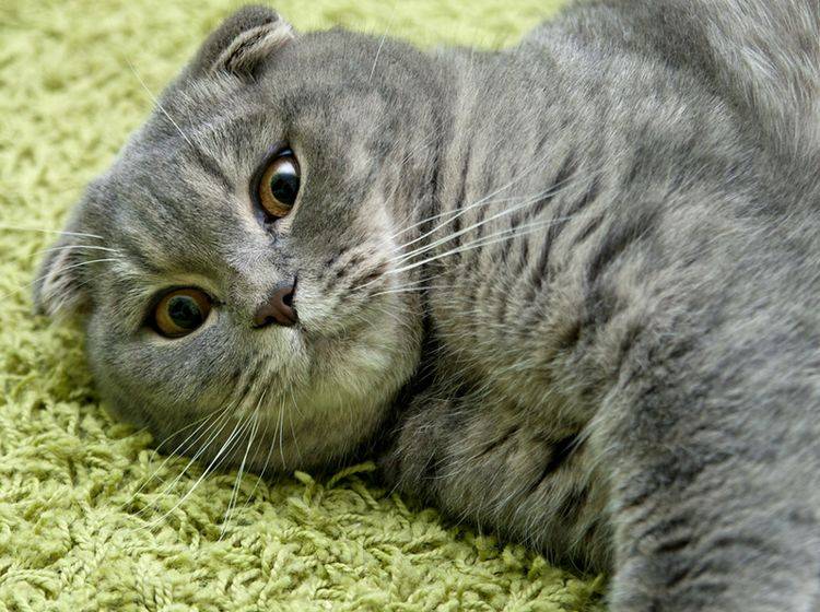 Eine Fettleber bei Katzen gilt es schnell zu behandeln – Bild: Shutterstock / MarishaSha