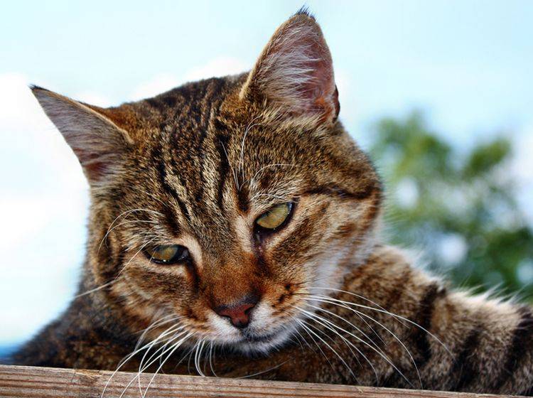 Depressionen bei Katzen lassen sich durchaus behandeln – Bild: Shutterstock / Adam J