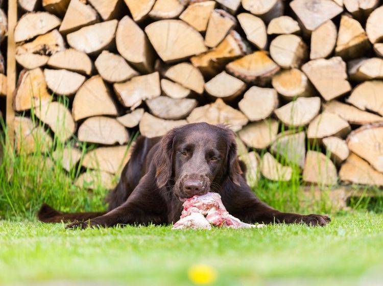 Dieser Hund liebt rohes Fleisch – Shutterstock / Phil Stev